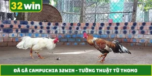 Đá Gà Campuchia 32WIN - Tường Thuật Từ Thomo Hôm Nay