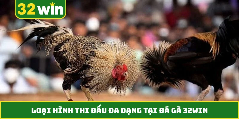 Loại hình thi đấu đa dạng tại đá gà 32WIN
